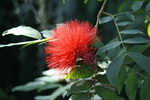 Calliandra Haematocephala
